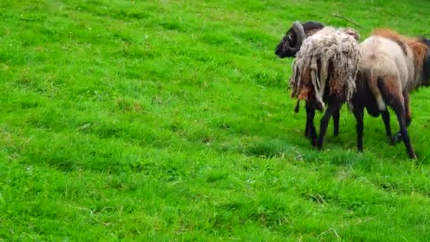 两只羊找出它们之间的关系 哪只羊比较强壮 — 图库视频影像
