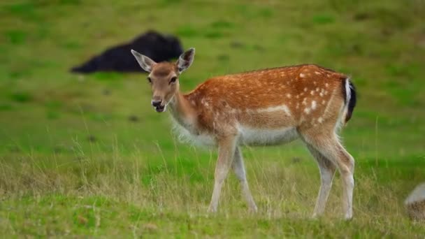 Cerf Sika Mangeant Herbe Dans Une Prairie Verte — Video