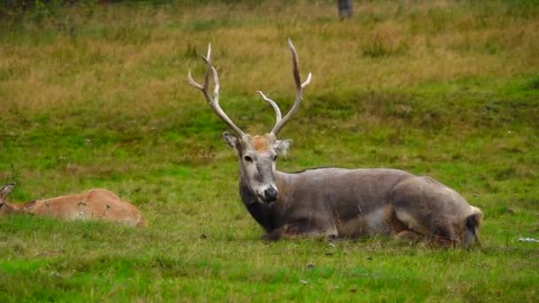ペルダヴィッズ鹿は牧草地に横たわっています — ストック動画