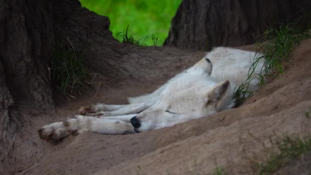 Lobo Polar Blanco Canis Lupus Tundrarum Yace Hábitat Natural Verano — Vídeos de Stock