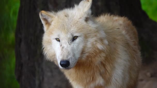 Lupo Polare Bianco Canis Lupus Tundrarum Estate Habitat Naturale — Video Stock