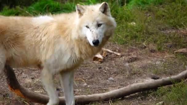 Белый Полярный Волк Canis Lupus Tundrarum Летом Естественной Среде Обитания — стоковое видео
