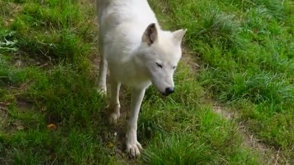 Lobo Polar Blanco Canis Lupus Tundrarum Verano Hábitat Natural — Vídeos de Stock