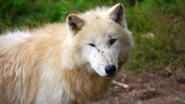 Joven Lobo Polar Verano Sobre Hierba Verde — Vídeos de Stock