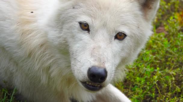 Lobo Polar Blanco Canis Lupus Tundrarum Retrato Cerca — Vídeos de Stock