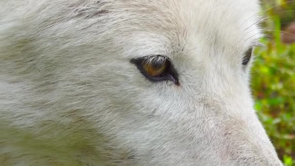 Lobo Polar Blanco Canis Lupus Tundrarum Retrato Cerca — Vídeos de Stock