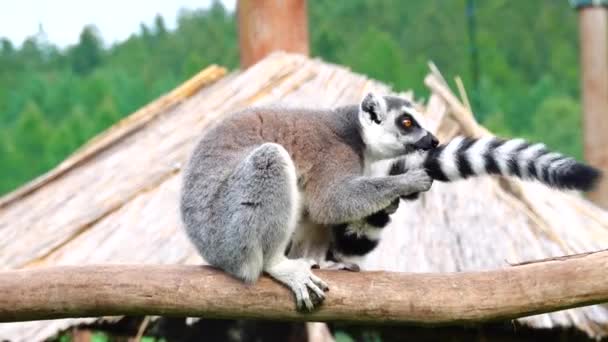 Ring Tailed Lemur Sits Tree Branch Grooms Himself — Stock Video