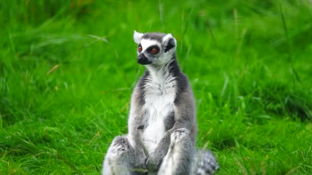 Ringsvansad Lemur Lemur Catta Sitter Grönt Gräs Och Bänkar Solen — Stockvideo