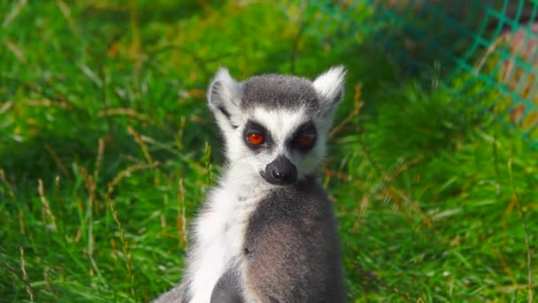 Ringstaartmaki Lemur Catta Zit Groen Gras Koestert Zich Zon — Stockvideo