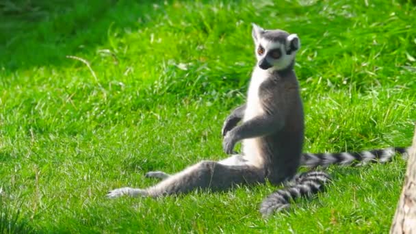 Lémur Cola Anillada Lemur Catta Sentarse Hierba Verde Toma Sol — Vídeos de Stock