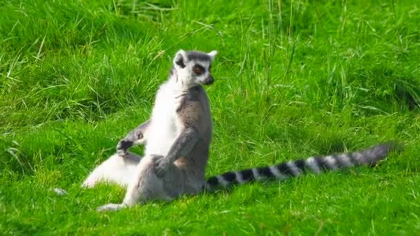 Lemure Dalla Coda Anello Lemur Catta Siede Sull Erba Verde — Video Stock