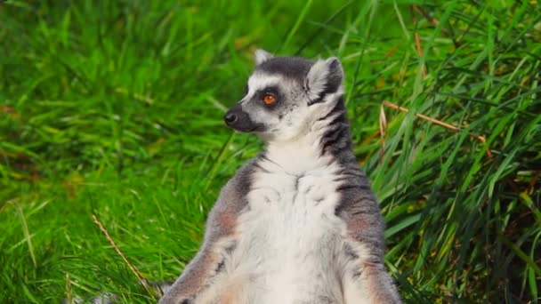 Ringstaartmaki Portret Groen Gras Lemur Zit Valt Slaap Zon Slow — Stockvideo