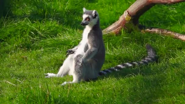 Ringstaartmaki Groen Gras Lemur Zit Rent Weg Slow Motion — Stockvideo