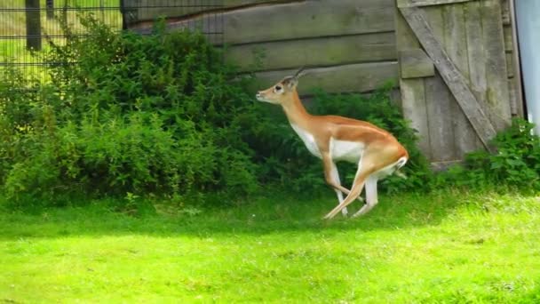 Garna Antilope Cervicapra Hoppar Djurparken Slow Motion — Stockvideo