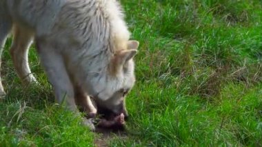 Hayvanat bahçesindeki kutup kurdunu beslemek
