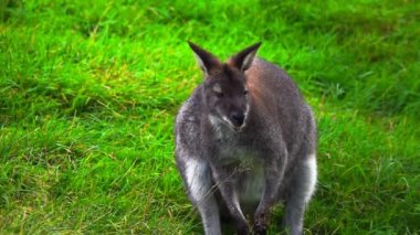 Yaban ördeği (makropodidae) yeşil çimlerin üzerinde. yavaş çekim