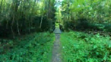 Sonbaharda yağmur sonrası orman yolu