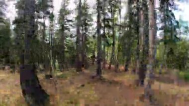 Ağaçların kökleri arasındaki kozalaklı ormanda ilerliyorlardı. Güzel dağ manzarası