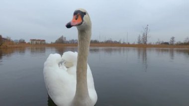 Beyaz kuğu gölün ortasında yüzer ve suda yiyecek arar.