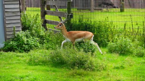Hayvanat Bahçesinde Garna Antilope Cervicapra Yavaş Çekim — Stok video