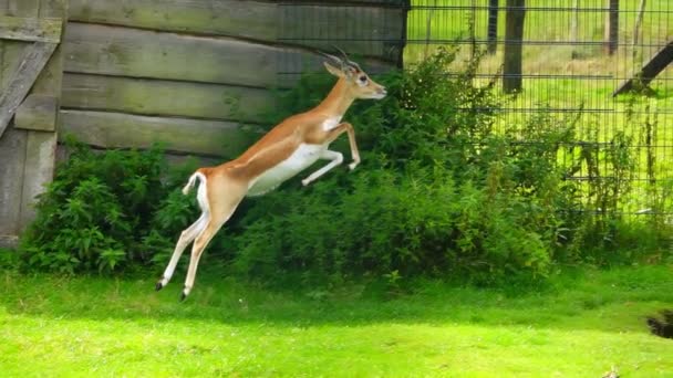 Garna Antilope Cervicapra Sautant Dans Zoo Ralenti — Video