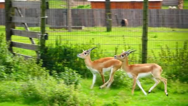 Garna Antilope Cervicapra Skoki Zoo Zwolniony Ruch — Wideo stockowe