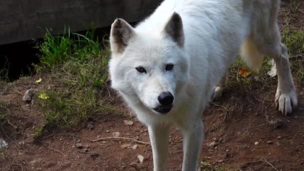 Полярный Волк Смотрит Камеру Зоопарке — стоковое видео