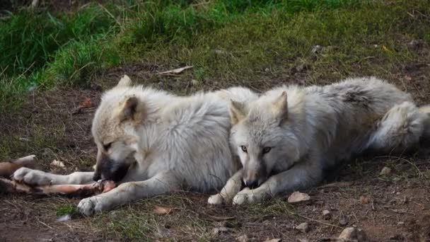 Dua Serigala Kutub Putih Berbaring Tanah Alam Liar — Stok Video