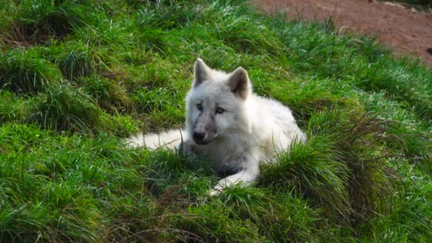 Белый Волк Лежит Зеленой Траве Дикой Природе — стоковое видео