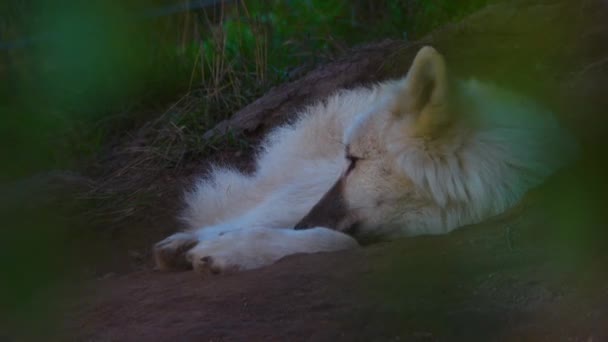 Loup Polaire Trouve Sur Sol Dans Nature — Video
