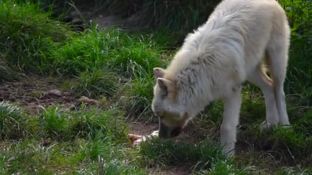 Білий Полярний Вовк Харчується Зоопарку Повільний Рух — стокове відео