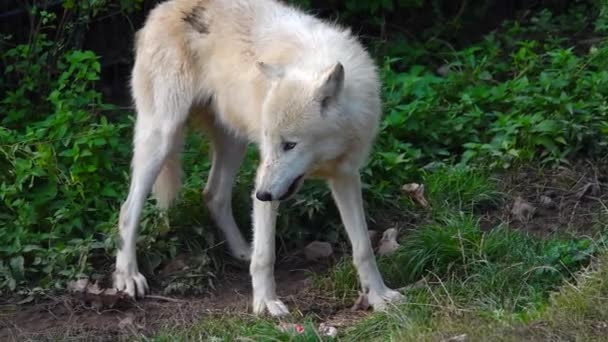 白狼在动物园里觅食 慢动作 — 图库视频影像