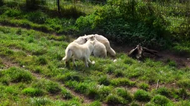 Hayvanat Bahçesinde Bir Kurt Sürüsünü Beslemek — Stok video