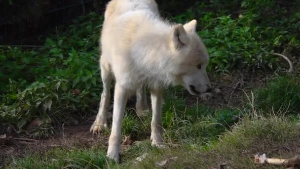 Белый Полярный Волк Кормится Зоопарке Замедленное Движение — стоковое видео