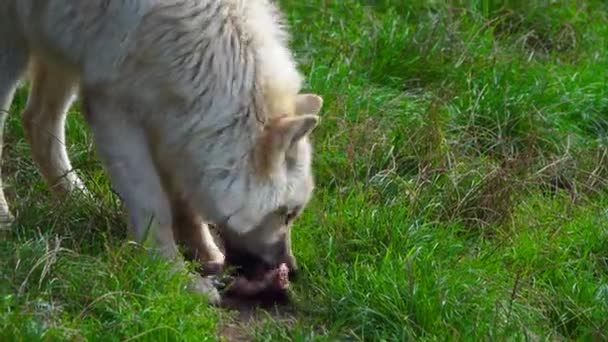 Кормление Полярного Волка Зоопарке — стоковое видео