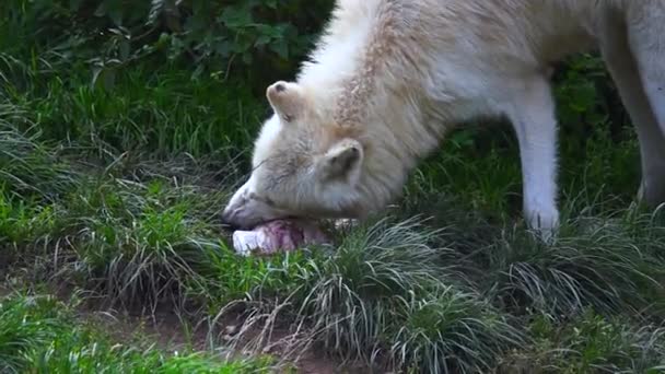 Белый Полярный Волк Кормится Зоопарке Замедленное Движение — стоковое видео
