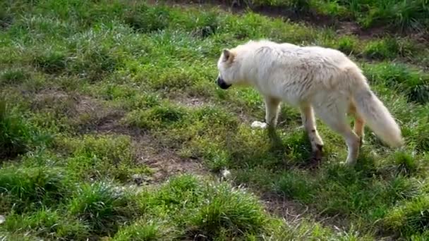 Bílý Polární Vlk Jde Zelenou Trávu Divočině Zpomalený Pohyb — Stock video