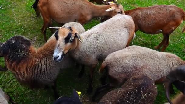 Коричневая Овца Ферме Зеленой Траве Замедленное Движение — стоковое видео