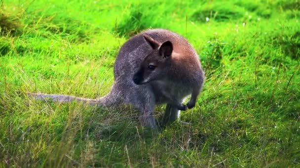 Wallaby Macropodidae Πράσινο Γρασίδι Αργή Κίνηση — Αρχείο Βίντεο
