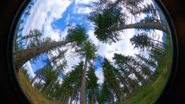 从鱼眼镜片底部看野生森林中的巨树 — 图库视频影像