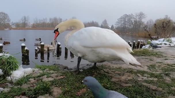 Weißer Schwan Verscheucht Tauben Ufer Des Sees — Stockvideo