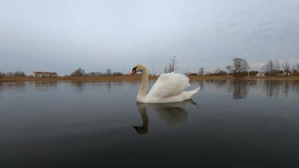 白天鹅在湖心游泳 — 图库视频影像