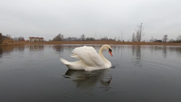 Cisne Blanco Nada Medio Del Lago Busca Comida Agua — Vídeos de Stock