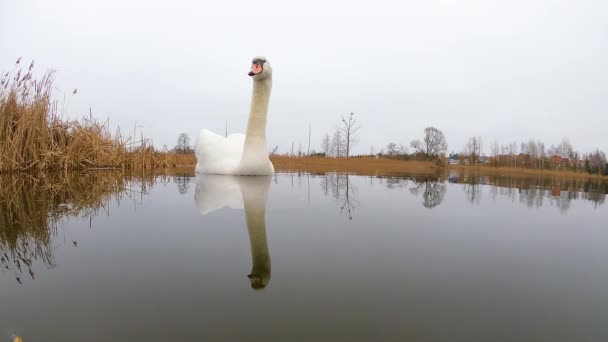 白い白鳥が湖を泳ぎ水の中の白鳥を反射し — ストック動画