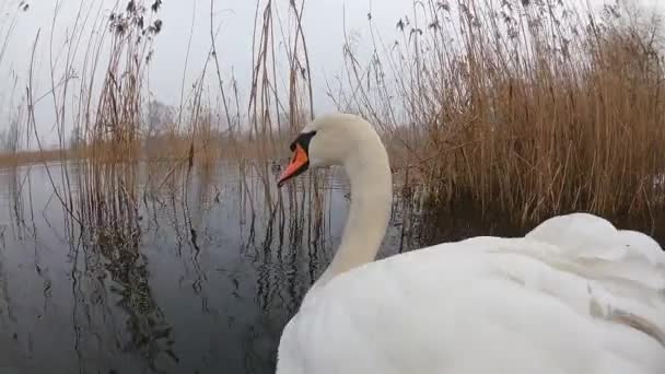 Λευκοί Κύκνοι Κολυμπούν Στη Λίμνη — Αρχείο Βίντεο