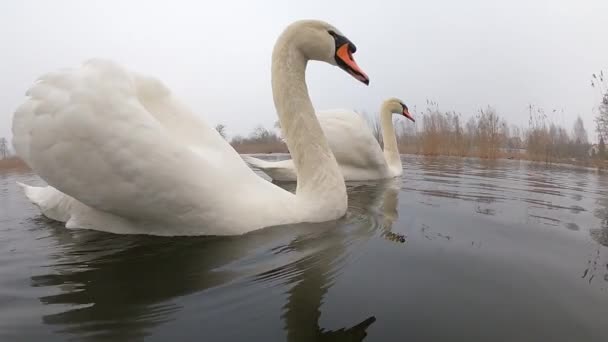 湖では白い白鳥が2匹泳いでいます — ストック動画