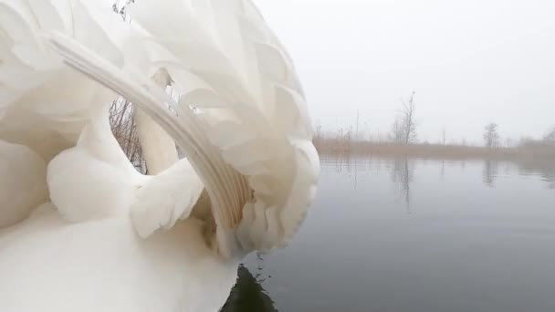 美丽的白天鹅在湖上游泳 — 图库视频影像