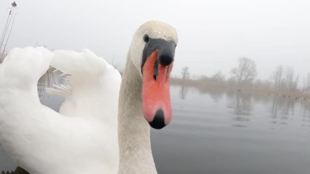 两只白天鹅在湖上游泳 — 图库视频影像