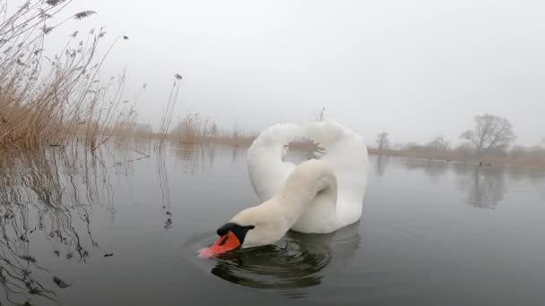 天鹅在湖上游泳 — 图库视频影像