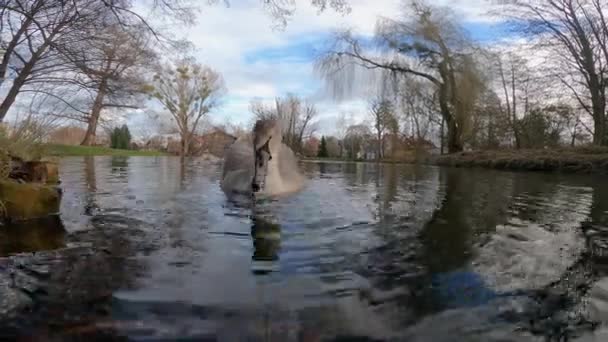 Два Молодих Лебедя Взимку Плавають Озері Шипіння Лебедя Природний Звук — стокове відео